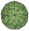 Shrub
